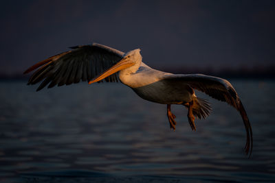 Bird flying over lake