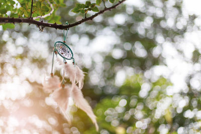 Dreamcatcher on nature so beautiful. soft picture.