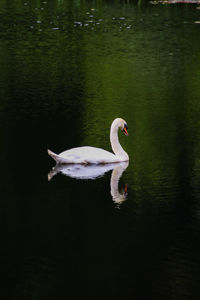 Swan swimming in lake