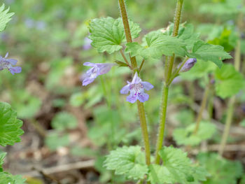 Close-up of purple flowering plant