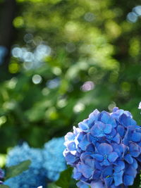 Close-up of purple hydrangea flower in park