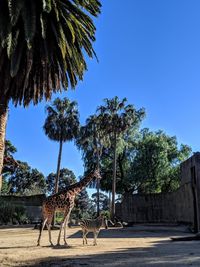 View of an trees against clear blue sky