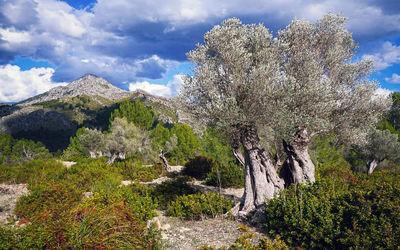 Panoramic view of trees and mountains against sky