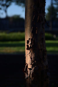 Close-up of tree trunk