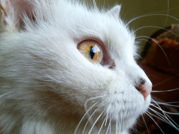 Close-up portrait of cat