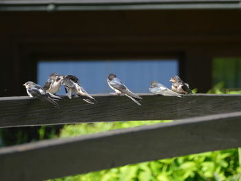 Low angle view of birds perching on railing