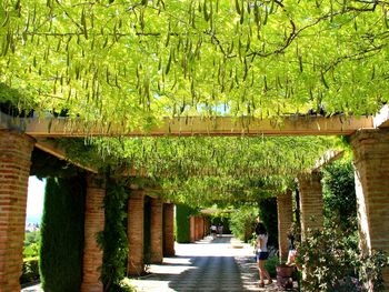 Footpath amidst trees and building