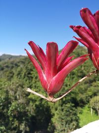 Close-up of pink flower against clear sky