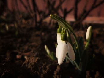 Close-up of crocus blooming outdoors