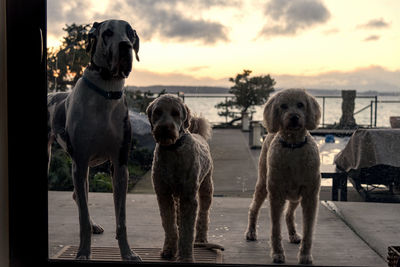 Dogs on shore against sky during sunset