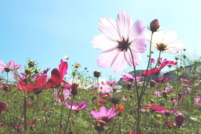 Low angle view of pink flowers blooming in field