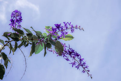 Low angle view of pink flowering plant against sky