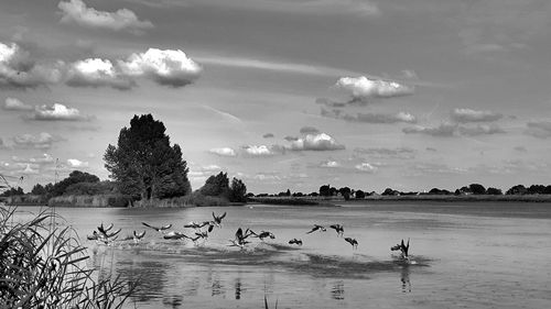 Birds in lake against sky