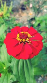 Close-up of red flower blooming in park