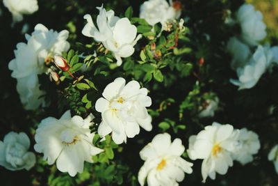 Close-up of white flowers blooming outdoors