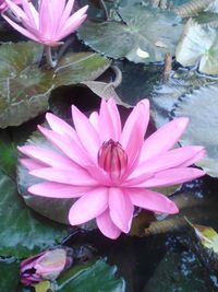 Close-up of pink water lily blooming outdoors