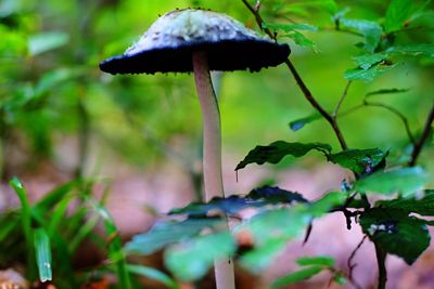 Close-up of mushroom growing on plant