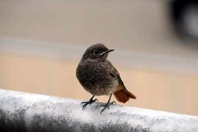 Close-up of bird perching on retaining wall