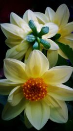 Close-up of white flower