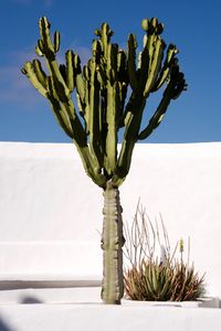 Close-up of cactus growing on field in canary islands against sky