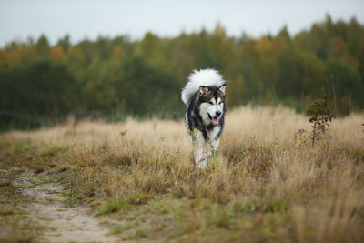 Dog running in field