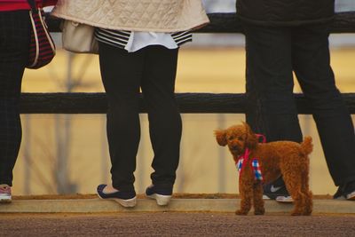 Low section of people standing with dog