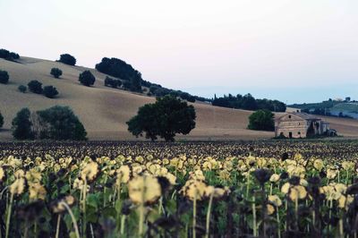 Plants growing on field against sky