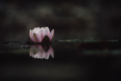 Close-up of a water lily floating on water
