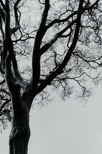 Low angle view of tree against sky
