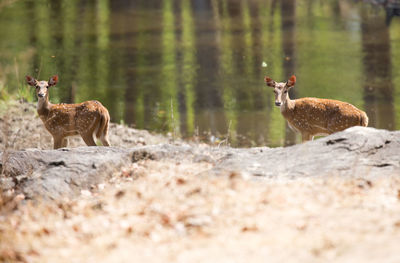 Deers standing on rock