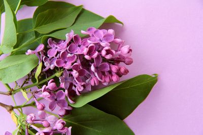 Close up of blooming lilac on purple background studio shot