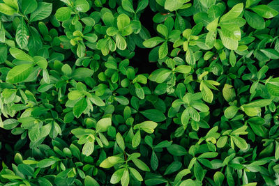 Full frame shot of plants growing on field