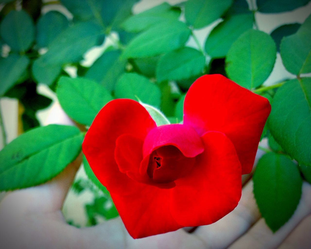 flower, petal, red, flower head, freshness, fragility, growth, close-up, leaf, beauty in nature, plant, nature, blooming, single flower, focus on foreground, high angle view, indoors, green color, in bloom, day