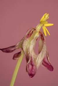 Close-up of wilted flower against red background