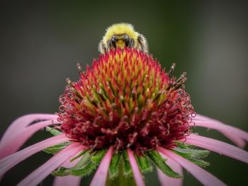 Close-up of bee on pink echinacea pallida flower. peeping over the top and looking at camera.