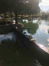 View of ducks swimming in lake