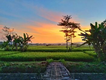 Scenic view of agricultural field against sky during sunset