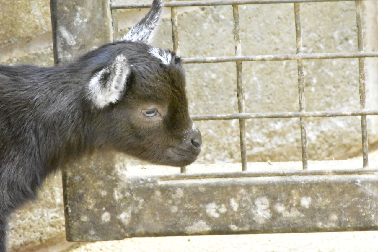 Blackpool Zoo