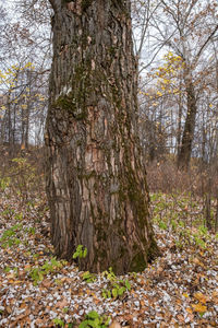 View of trees in the forest