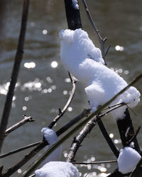 Close-up of snow on branches