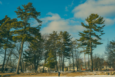 Trees on field against sky