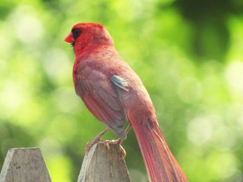 Close-up of bird perching on wood
