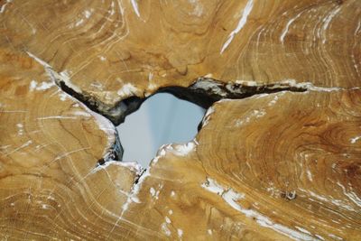 Full frame shot of tree bark