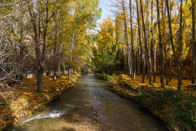 Stream amidst trees in forest during autumn