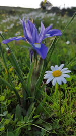 Close-up of purple flowers blooming in field