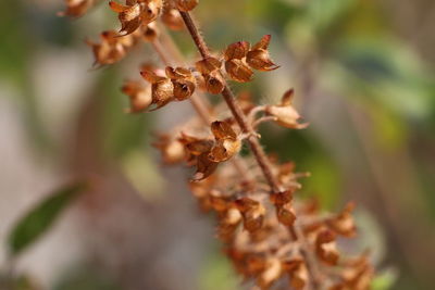 Close-up of wilted plant