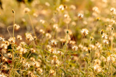 Close-up of flowering plants on field