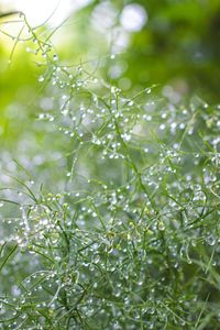 Close-up of spider web on tree