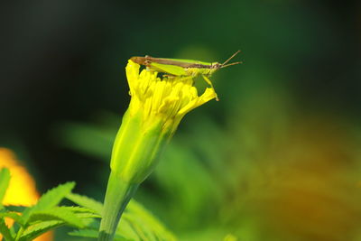 Close-up of yellow flower