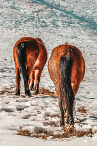 Horses in mountain 